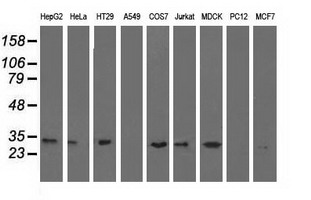 ERCC1 Antibody - Western blot analysis of extracts (35ug) from 9 different cell lines by using anti-ERCC1 monoclonal antibody.