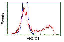 ERCC1 Antibody - HEK293T cells transfected with either pCMV6-ENTRY ERCC1 (Red) or empty vector control plasmid (Blue) were immunostained with anti-ERCC1 mouse monoclonal, and then analyzed by flow cytometry.