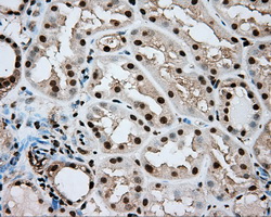 ERCC1 Antibody - Immunohistochemical staining of paraffin-embedded Kidney tissue using anti-ERCC1 mouse monoclonal antibody. (Dilution 1:50).