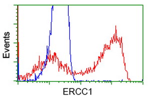 ERCC1 Antibody - HEK293T cells transfected with either overexpress plasmid (Red) or empty vector control plasmid (Blue) were immunostained by anti-ERCC1 antibody, and then analyzed by flow cytometry.