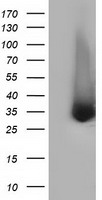 ERCC1 Antibody - HEK293T cells were transfected with the pCMV6-ENTRY control (Left lane) or pCMV6-ENTRY ERCC1 (Right lane) cDNA for 48 hrs and lysed. Equivalent amounts of cell lysates (5 ug per lane) were separated by SDS-PAGE and immunoblotted with anti-ERCC1.