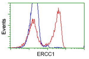 ERCC1 Antibody - HEK293T cells transfected with either overexpress plasmid (Red) or empty vector control plasmid (Blue) were immunostained by anti-ERCC1 antibody, and then analyzed by flow cytometry.
