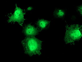 ERCC1 Antibody - Anti-ERCC1 mouse monoclonal antibody immunofluorescent staining of COS7 cells transiently transfected by pCMV6-ENTRY ERCC1.