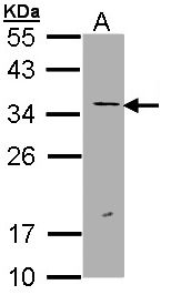 ERCC1 Antibody - Sample (30 ug of whole cell lysate). A: Hep G2. 12% SDS PAGE. ERCC1 antibody diluted at 1:1000. 