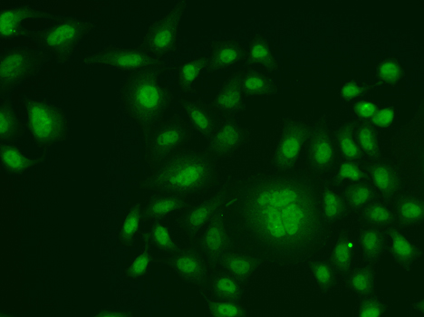 ERCC1 Antibody - Immunofluorescence analysis of HeLa cells.