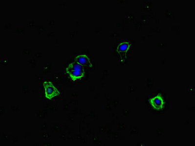 ERCC1 Antibody - Immunofluorescent analysis of HepG-2 cells diluted at 1:100 and Alexa Fluor 488-congugated AffiniPure Goat Anti-Rabbit IgG(H+L)