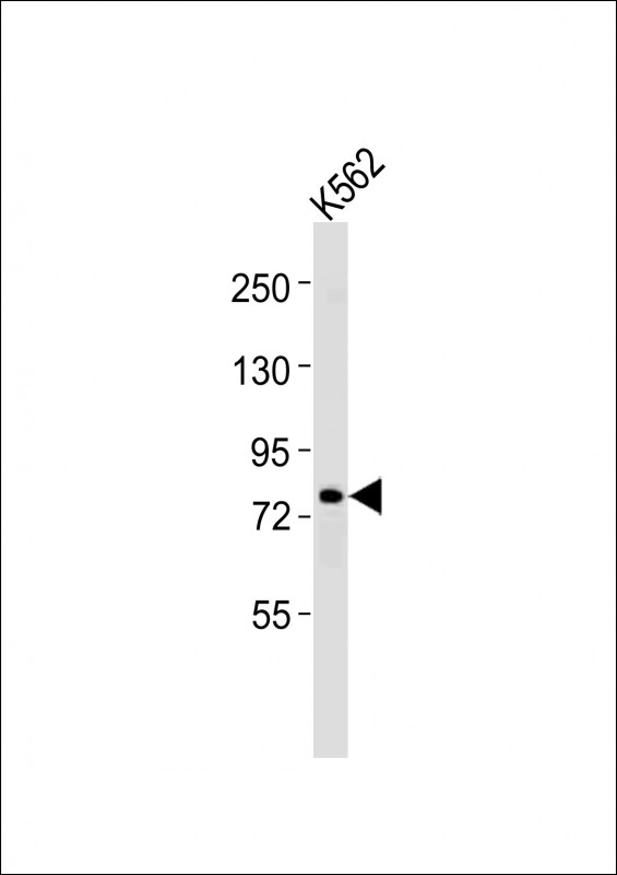 ERCC2 / XPD Antibody - Anti-ERCC2 Antibody at 1:1000 dilution + K562 whole cell lysates Lysates/proteins at 20 ug per lane. Secondary Goat Anti-Rabbit IgG, (H+L), Peroxidase conjugated at 1/10000 dilution Predicted band size : 87 kDa Blocking/Dilution buffer: 5% NFDM/TBST.