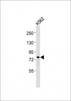 ERCC2 / XPD Antibody - Anti-ERCC2 Antibody at 1:1000 dilution + K562 whole cell lysates Lysates/proteins at 20 ug per lane. Secondary Goat Anti-Rabbit IgG, (H+L), Peroxidase conjugated at 1/10000 dilution Predicted band size : 87 kDa Blocking/Dilution buffer: 5% NFDM/TBST.
