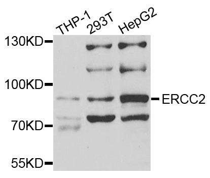 ERCC2 / XPD Antibody - Western blot analysis of extracts of various cells.