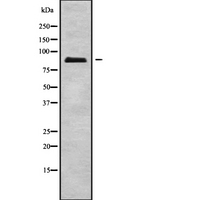 ERCC2 / XPD Antibody - Western blot analysis of ERCC2 using A549 whole cells lysates
