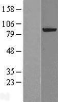 ERCC2 / XPD Protein - Western validation with an anti-DDK antibody * L: Control HEK293 lysate R: Over-expression lysate