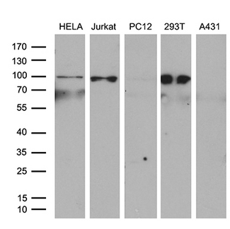 ERCC3 / XPB Antibody - Western blot analysis of extracts. (35ug) from 5 different cell lines by using anti-ERCC3 monoclonal antibody. (1:500)