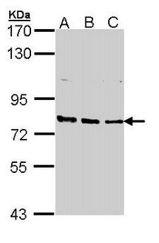 ERCC3 / XPB Antibody - Sample (30 ug of whole cell lysate). A: 293T. B: A431. C: H1299. 7.5% SDS PAGE. ERCC3 antibody diluted at 1:1000. 