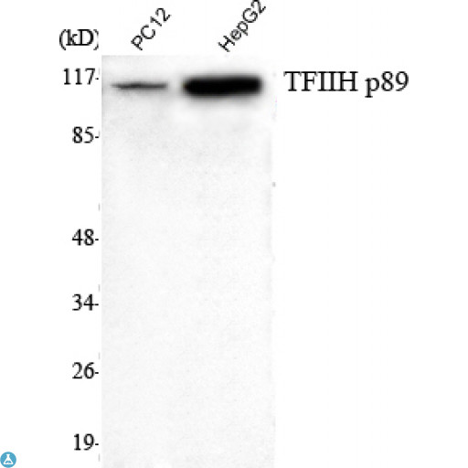 ERCC3 / XPB Antibody - Western Blot (WB) analysis using TFIIH p89 Monoclonal Antibody against PC12, HepG2 cell lysate.