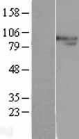 ERCC3 / XPB Protein - Western validation with an anti-DDK antibody * L: Control HEK293 lysate R: Over-expression lysate