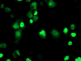 ERCC4 / XPF Antibody - Anti-ERCC4 mouse monoclonal antibody immunofluorescent staining of COS7 cells transiently transfected by pCMV6-ENTRY ERCC4.