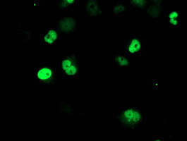 ERCC4 / XPF Antibody - Anti-ERCC4 mouse monoclonal antibody immunofluorescent staining of COS7 cells transiently transfected by pCMV6-ENTRY ERCC4.