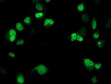 ERCC4 / XPF Antibody - Anti-ERCC4 mouse monoclonal antibody immunofluorescent staining of COS7 cells transiently transfected by pCMV6-ENTRY ERCC4.