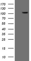 ERCC4 / XPF Antibody - HEK293T cells were transfected with the pCMV6-ENTRY control (Left lane) or pCMV6-ENTRY ERCC4 (Right lane) cDNA for 48 hrs and lysed. Equivalent amounts of cell lysates (5 ug per lane) were separated by SDS-PAGE and immunoblotted with anti-ERCC4.