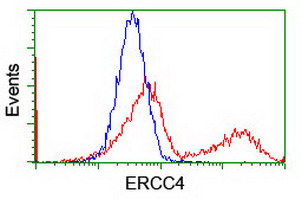 ERCC4 / XPF Antibody - HEK293T cells transfected with either overexpress plasmid (Red) or empty vector control plasmid (Blue) were immunostained by anti-ERCC4 antibody, and then analyzed by flow cytometry.