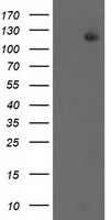 ERCC4 / XPF Antibody - HEK293T cells were transfected with the pCMV6-ENTRY control (Left lane) or pCMV6-ENTRY ERCC4 (Right lane) cDNA for 48 hrs and lysed. Equivalent amounts of cell lysates (5 ug per lane) were separated by SDS-PAGE and immunoblotted with anti-ERCC4.