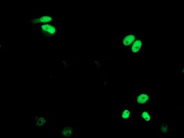 ERCC4 / XPF Antibody - Anti-ERCC4 mouse monoclonal antibody immunofluorescent staining of COS7 cells transiently transfected by pCMV6-ENTRY ERCC4.