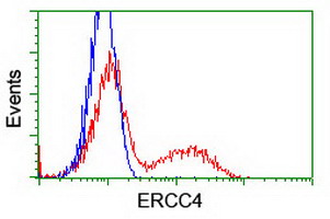 ERCC4 / XPF Antibody - HEK293T cells transfected with either overexpress plasmid (Red) or empty vector control plasmid (Blue) were immunostained by anti-ERCC4 antibody, and then analyzed by flow cytometry.