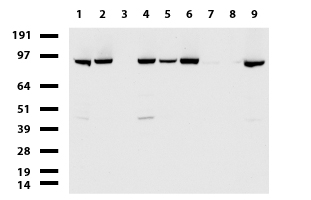 ERCC4 / XPF Antibody - Western blot of cell lysates. (35ug) from 9 different cell lines. (1: HepG2, 2: HeLa, 3: SV-T2, 4: A549, 5: COS7, 6: Jurkat, 7: MDCK, 8: PC-12, 9: MCF7). Diluation: 1:500