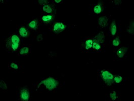 ERCC4 / XPF Antibody - Anti-XPF. (UMAB21) mouse monoclonal antibody  immunofluorescent staining of COS7 cells transiently transfected by pCMV6-ENTRY XPF.