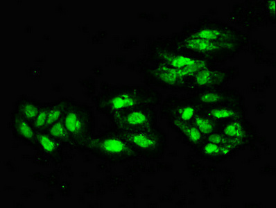 ERCC4 / XPF Antibody - Immunofluorescent analysis of Hela cells diluted at 1:100 and Alexa Fluor 488-congugated AffiniPure Goat Anti-Rabbit IgG(H+L)