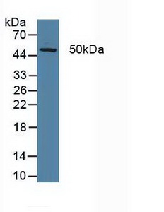 ERCC5 / XPG Antibody - Western Blot; Sample: Porcine Liver Tissue.