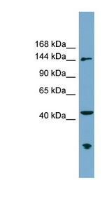 ERCC6L / FLJ20105 Antibody - ERCC6L antibody Western blot of THP-1 cell lysate. This image was taken for the unconjugated form of this product. Other forms have not been tested.