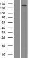 ERCC6L / FLJ20105 Protein - Western validation with an anti-DDK antibody * L: Control HEK293 lysate R: Over-expression lysate