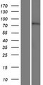 ERCC6L2 Protein - Western validation with an anti-DDK antibody * L: Control HEK293 lysate R: Over-expression lysate
