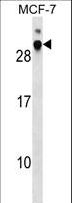 ERdj4 / DNAJB9 Antibody - DNAJB9 Antibody western blot of MCF-7 cell line lysates (35 ug/lane). The DNAJB9 antibody detected the DNAJB9 protein (arrow).