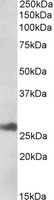 ERdj4 / DNAJB9 Antibody - DNAJB9 antibody (1 ug/ml) staining of Human Liver lysate (35 ug protein/ml in RIPA buffer). Primary incubation was 1 hour. Detected by chemiluminescence.