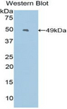 EREG / Epiregulin Antibody - Western blot of recombinant EREG / Epiregulin.  This image was taken for the unconjugated form of this product. Other forms have not been tested.