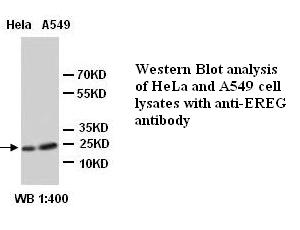 EREG / Epiregulin Antibody
