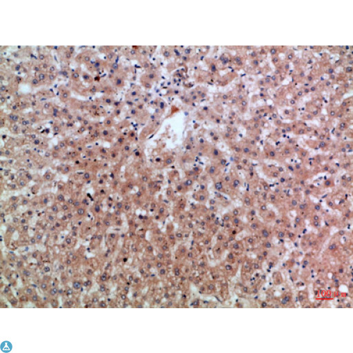 EREG / Epiregulin Antibody - Immunohistochemical analysis of paraffin-embedded human-liver, antibody was diluted at 1:100.
