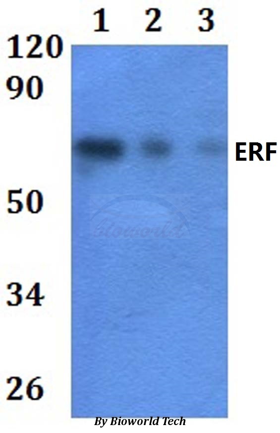 ERF / PE2 Antibody - Western blot of ERF antibody at 1:500 dilution. Lane 1: HEK293T whole cell lysate.