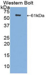 ERG-1 / CUZD1 Antibody - Western blot of recombinant ERG-1 / CUZD1.  This image was taken for the unconjugated form of this product. Other forms have not been tested.