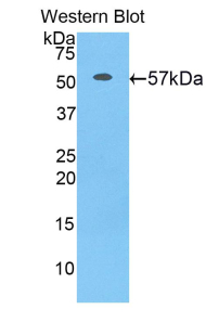 ERG-1 / CUZD1 Antibody - Western blot of recombinant ERG-1 / CUZD1.  This image was taken for the unconjugated form of this product. Other forms have not been tested.