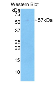 ERG-1 / CUZD1 Antibody - Western blot of recombinant ERG-1 / CUZD1.  This image was taken for the unconjugated form of this product. Other forms have not been tested.