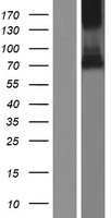 ERG-1 / CUZD1 Protein - Western validation with an anti-DDK antibody * L: Control HEK293 lysate R: Over-expression lysate