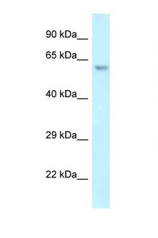 ERG Antibody - ERG antibody Western blot of Mouse Pancreas lysate. Antibody concentration 1 ug/ml.  This image was taken for the unconjugated form of this product. Other forms have not been tested.