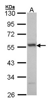 ERG Antibody - Sample (30 ug of whole cell lysate). A: H1299. 10% SDS PAGE. ERG antibody diluted at 1:1000.