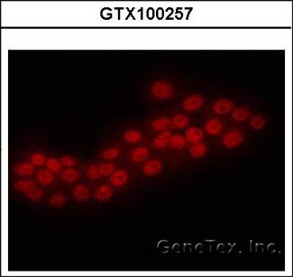 ERG Antibody - Immunofluorescence of human pancreatic cancer cell line using ERG antibody at 1:50 dilution.