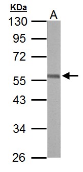 ERG Antibody - Sample (50 ug of whole cell lysate). A: mouse brain. 10% SDS PAGE. ERG antibody diluted at 1:10000.