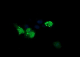 ERG Antibody - Anti-ERG mouse monoclonal antibody immunofluorescent staining of COS7 cells transiently transfected by pCMV6-ENTRY ERG.