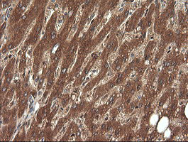 ERG Antibody - IHC of paraffin-embedded Human liver tissue using anti-ERG mouse monoclonal antibody.